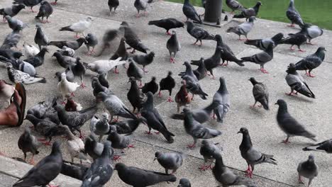 individual seated amidst numerous pigeons in motion