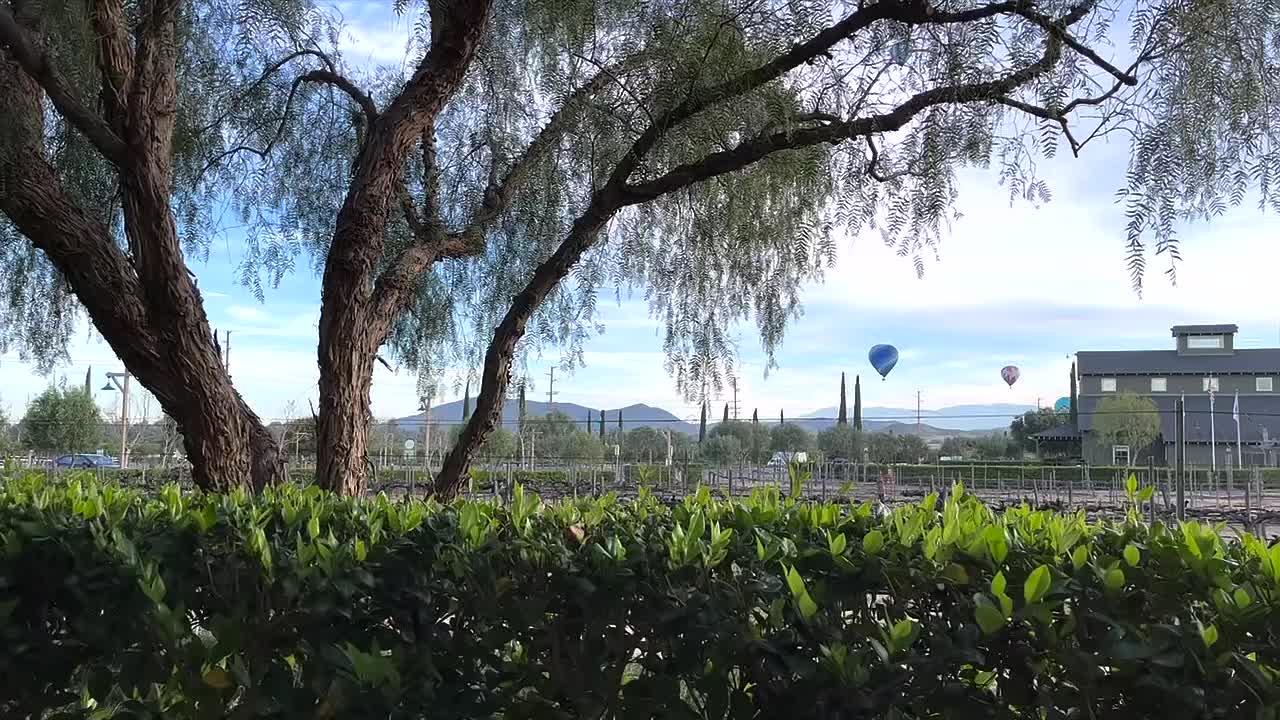 캘리포니아 주 테메큘라에서 멀리 있는 열기구의 포도원 풍경 경치 좋은 전망