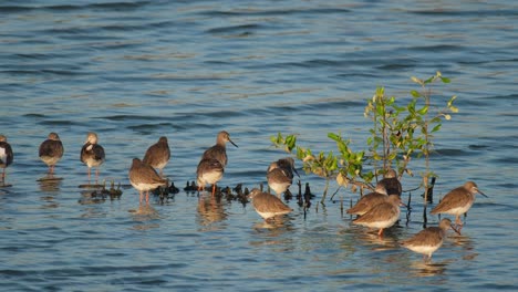 Algunos-Descansando-Mientras-Algunos-Se-Acicalan,-Archibebe-Común-O-Archibebe-Tringa-Totanus,-Tailandia