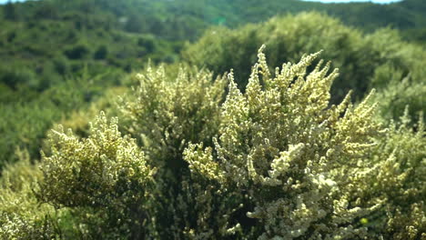 A-bush-in-Southern-California-is-blowing-in-strong-wind,-slow-motion