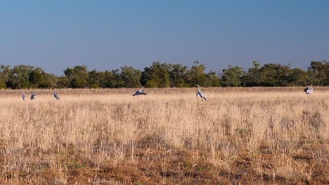 Bailando-Brolgas-En-Australia,-Outback