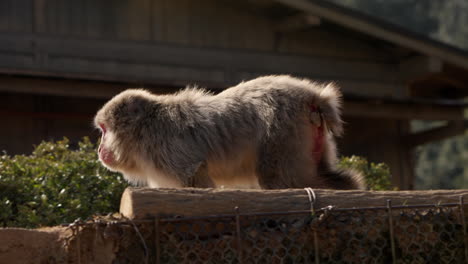 Wild-Japanese-macaque-walking-around-on-the-ground-on-all-fours-on-a-sunny-day