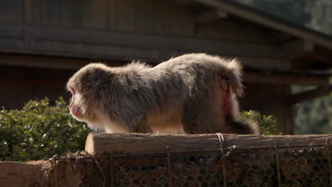 wild japanese macaque walking around on the ground on all-fours on a sunny day