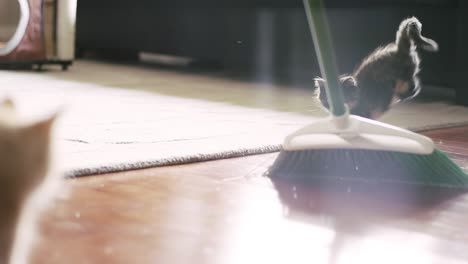 two kittens watching and chasing a broom sweeping the floor