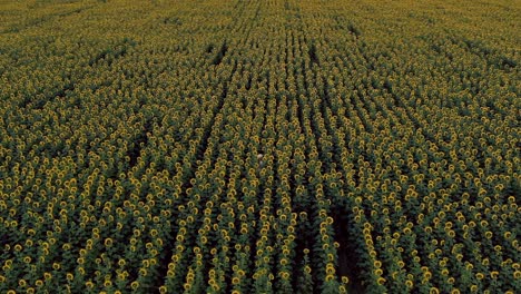 una chica con un sombrero está caminando por un campo con girasoles en flor. vista desde la parte de atrás. vista aérea video desde el helicóptero. vista superior.
