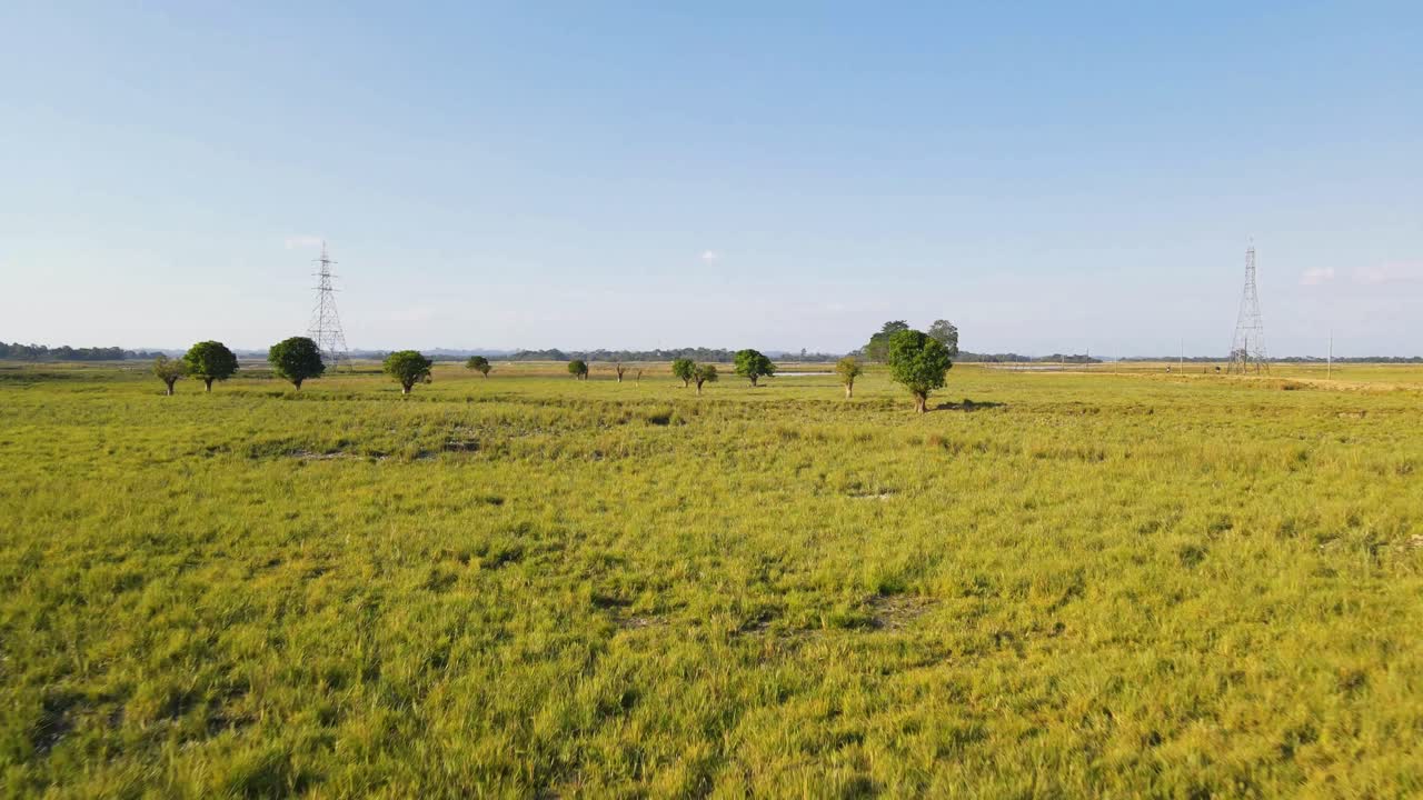 Dry Grassy Wetland With Oak Trees Near The Countryside Of Bangladesh, South Asia