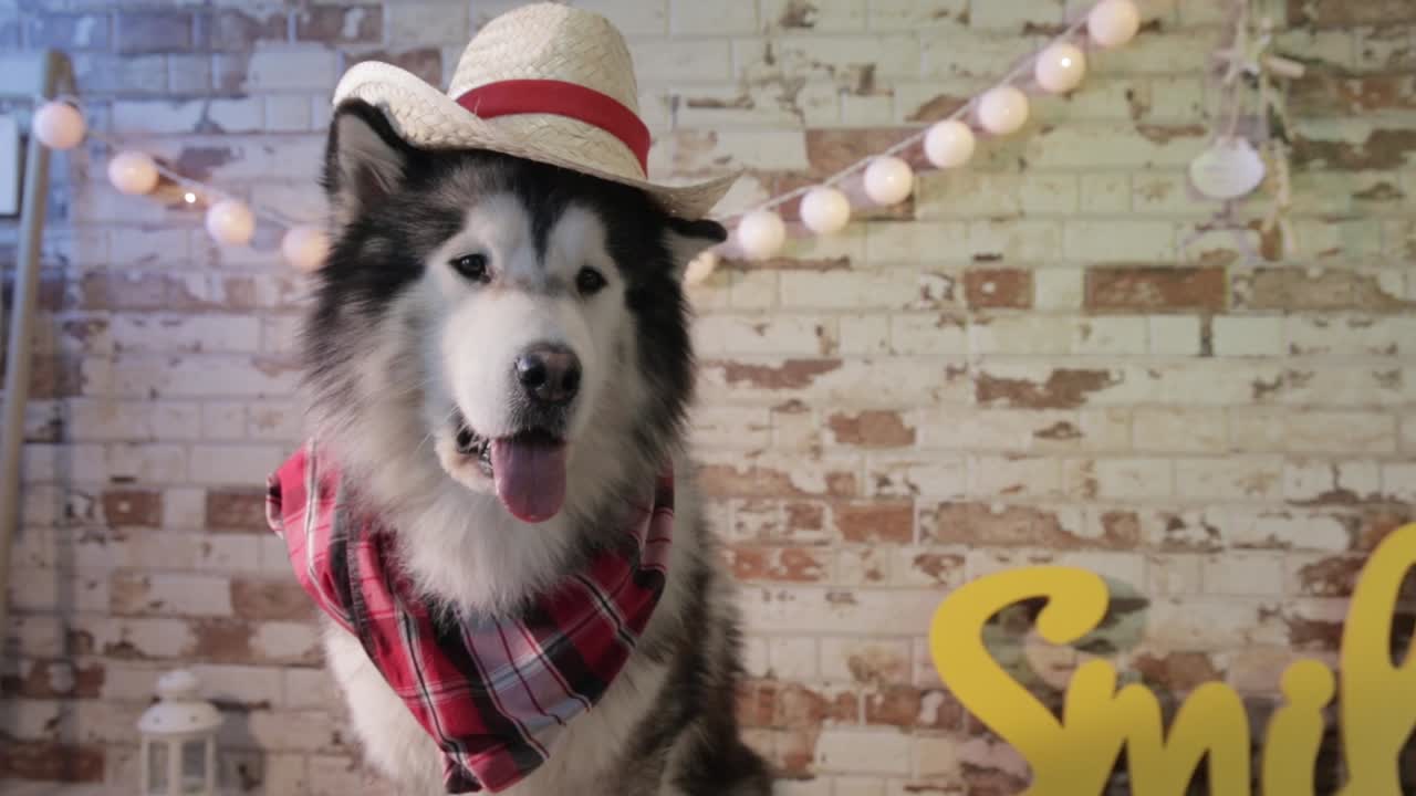 Husky with hat and red and black plaid shirt posing like a cowboy, is a very elegant dog,  alaska dog travel advertising, image of animals with warm tones and earth colors, brown, beige, white