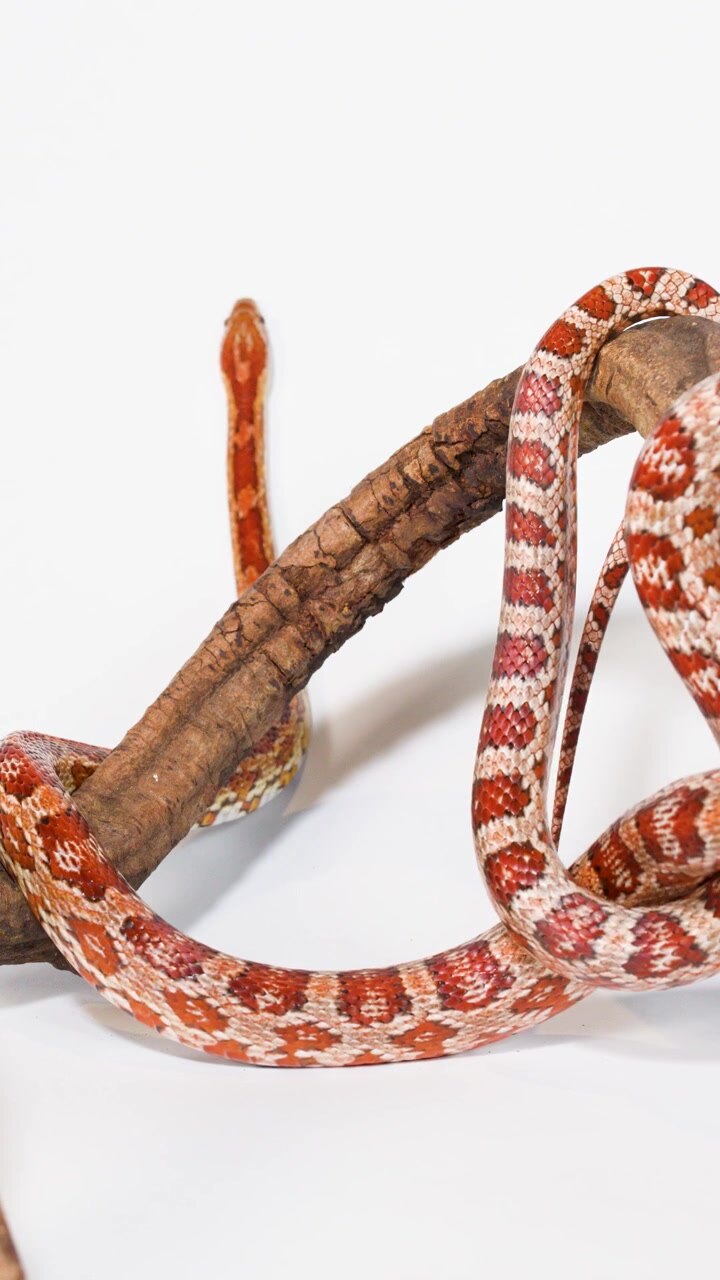 Cobra-do-milho Deslizando por um Galho de Árvore Contra um Fundo Branco