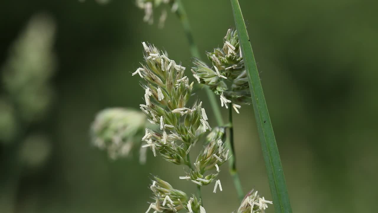 Closeup of Grass seed head in late Summer. UK