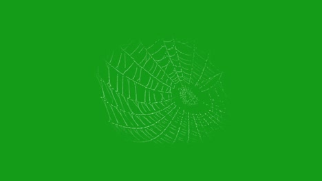 gráficos de movimiento de la red de araña con fondo de pantalla verde