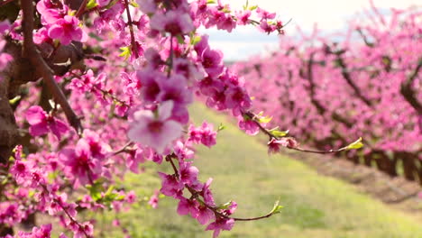 pink peach blossoms in orchard