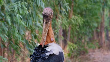 Greater-Adjutant,-Leptoptilos-dubius,-Buriram,-Thailand