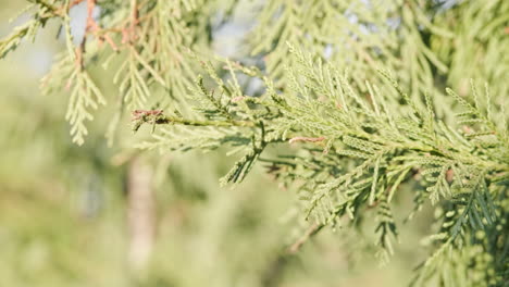 needles of pine tree swaying with wind on a sunny day in forest