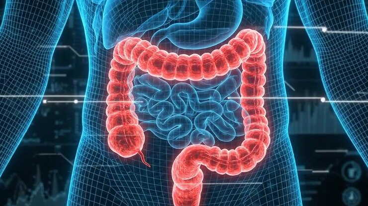 Digital Medical Animation of Human Colon Anatomy