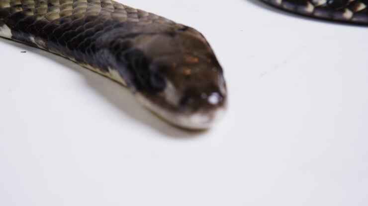 Lichaam van een valse watercobra op een witte achtergrond