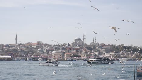 istanbul bosphorus skyline with gulls