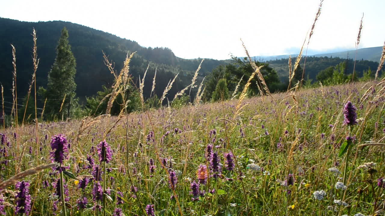 Wildblumen in den Bergen. Aufnahmen in den Bergen
