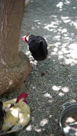 chickens resting under a tree