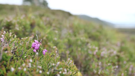 flor de urze de sino na paisagem escocesa ao vento