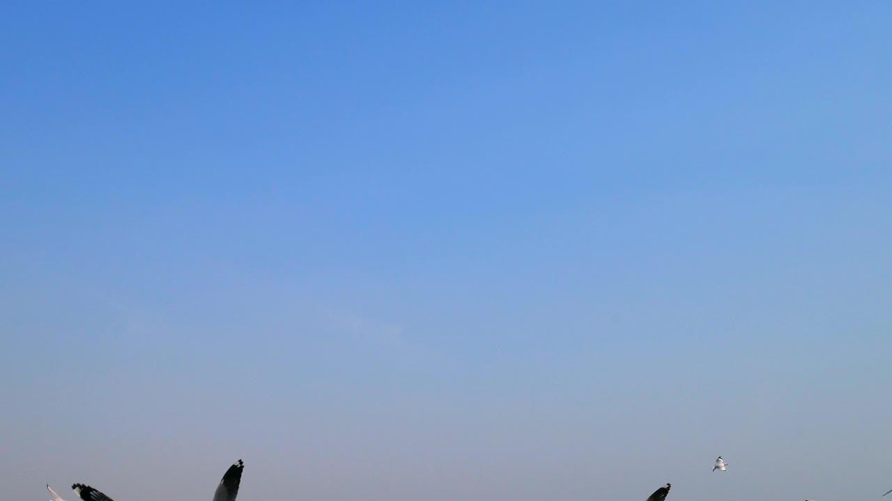 태국 방푸사무트프라칸 (bang phu samut prakan) 에서 바다표범에게 먹이를 주는 사람