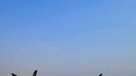 4k de hombre alimentando a las gaviotas en bang pu samut prakan, tailandia