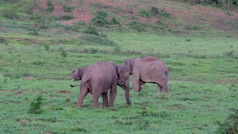 the asiatic elephants are endangered species and they are also residents of thailand