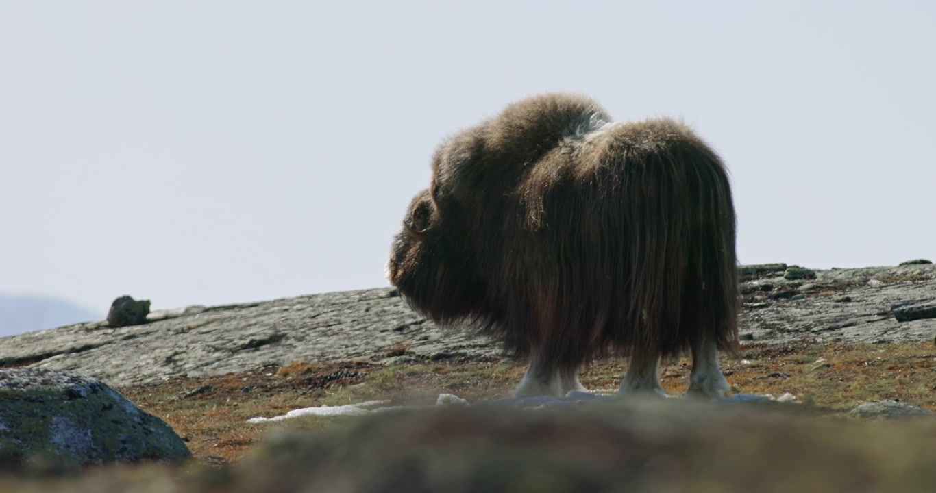 Ensomt baggrundsbelyst moskusokse vender fra bagfra til profil i Dovrefjell, Norge.