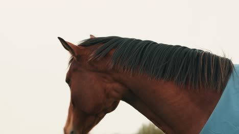 thoroughbred horse with a shortened or pulled mane looking around its environment