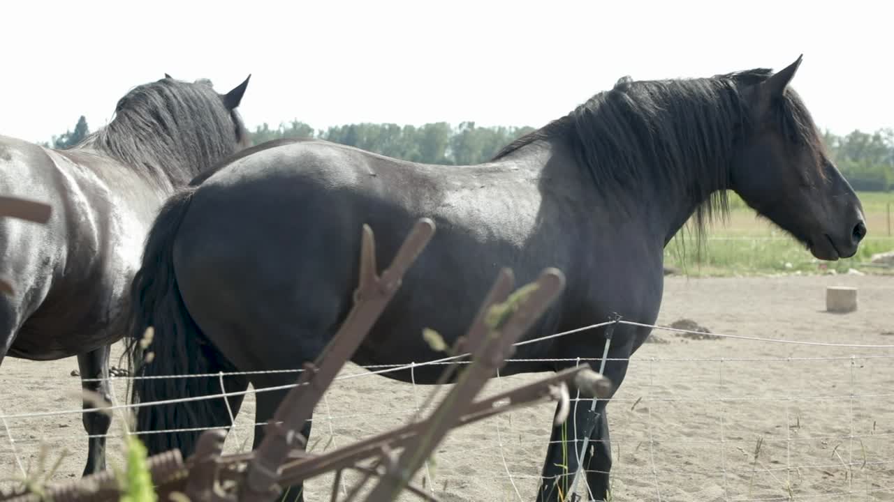 par de caballos negros salvajes en un campo durante el verano