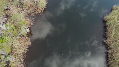 Aerial-footage-over-a-creek-running-through-dense-Florida-marshlands,-then-slowing-to-look-at-a-turtle-on-the-surface