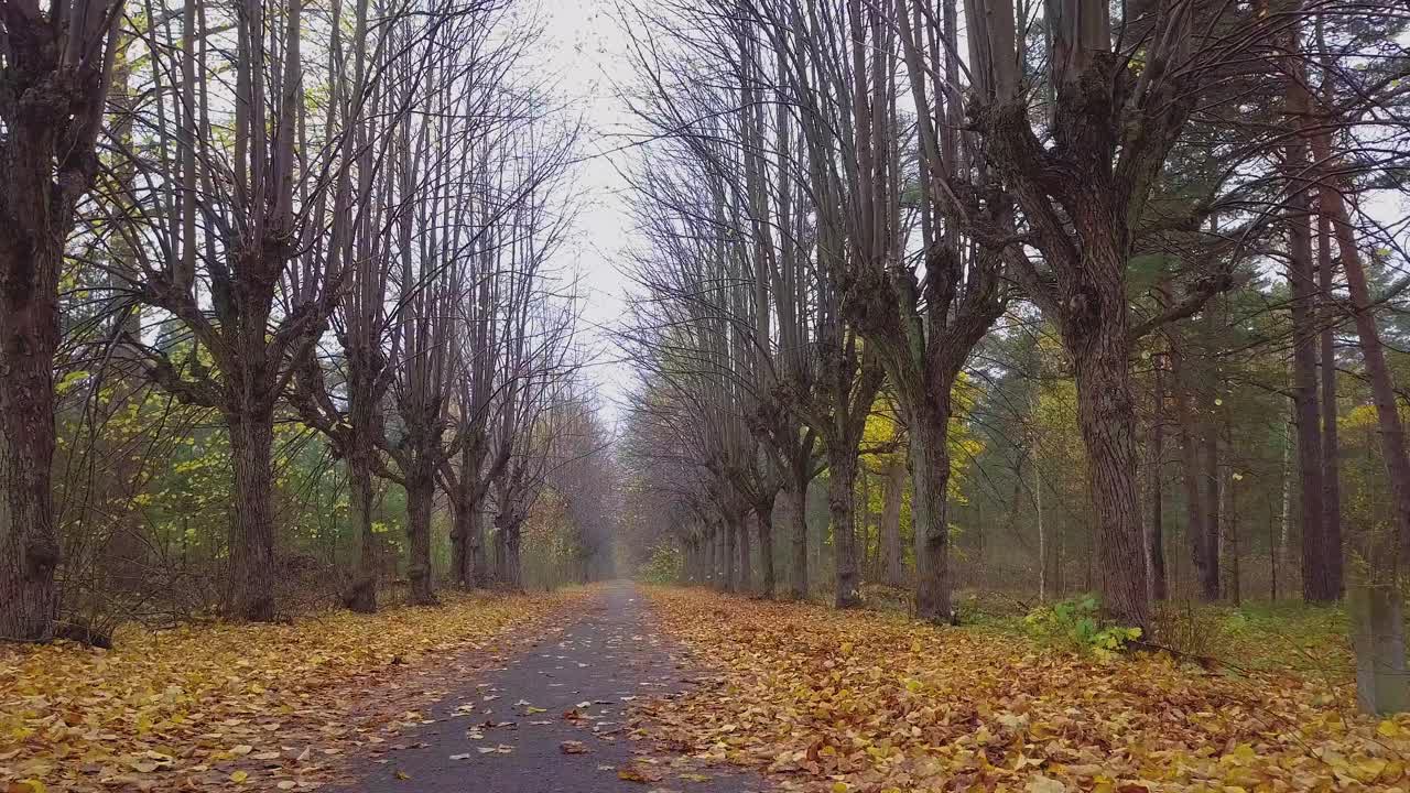Pemandangan pembuka gang pohon linden musim gugur, pohon-pohon tak berdaun, jalan setapak kosong, daun-daun linden kuning di tanah, pemandangan alam gugur daun yang idilis, rekaman drone lebar rendah yang bergerak mundur