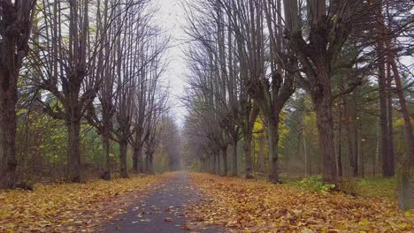 establecimiento de una vista del callejón del árbol de tilo de otoño, árboles sin hojas, camino vacío, hojas amarillas de un árbol de tilo en el suelo, escena idílica de la naturaleza de la caída de hojas, disparo de drones anchos y bajos moviéndose hacia atrás