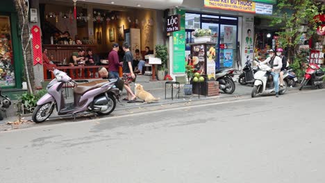 people and dog on hanoi street