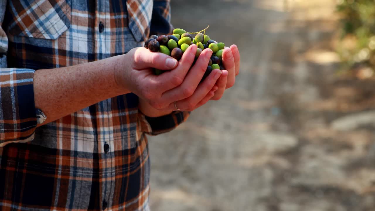 granjero con una mano llena de aceitunas en la granja