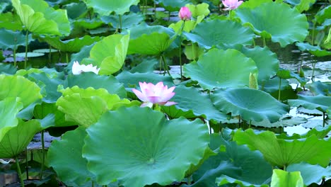 beautiful pink lotus flower with green leaves in pond