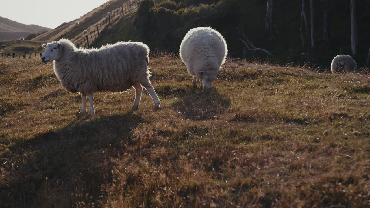 ovejas pastando en una ladera al atardecer