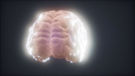 loop rotating human brain animation