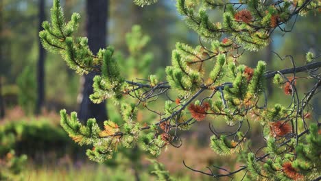 Un-Primer-Plano-De-Las-Ramas-De-Los-Pinos