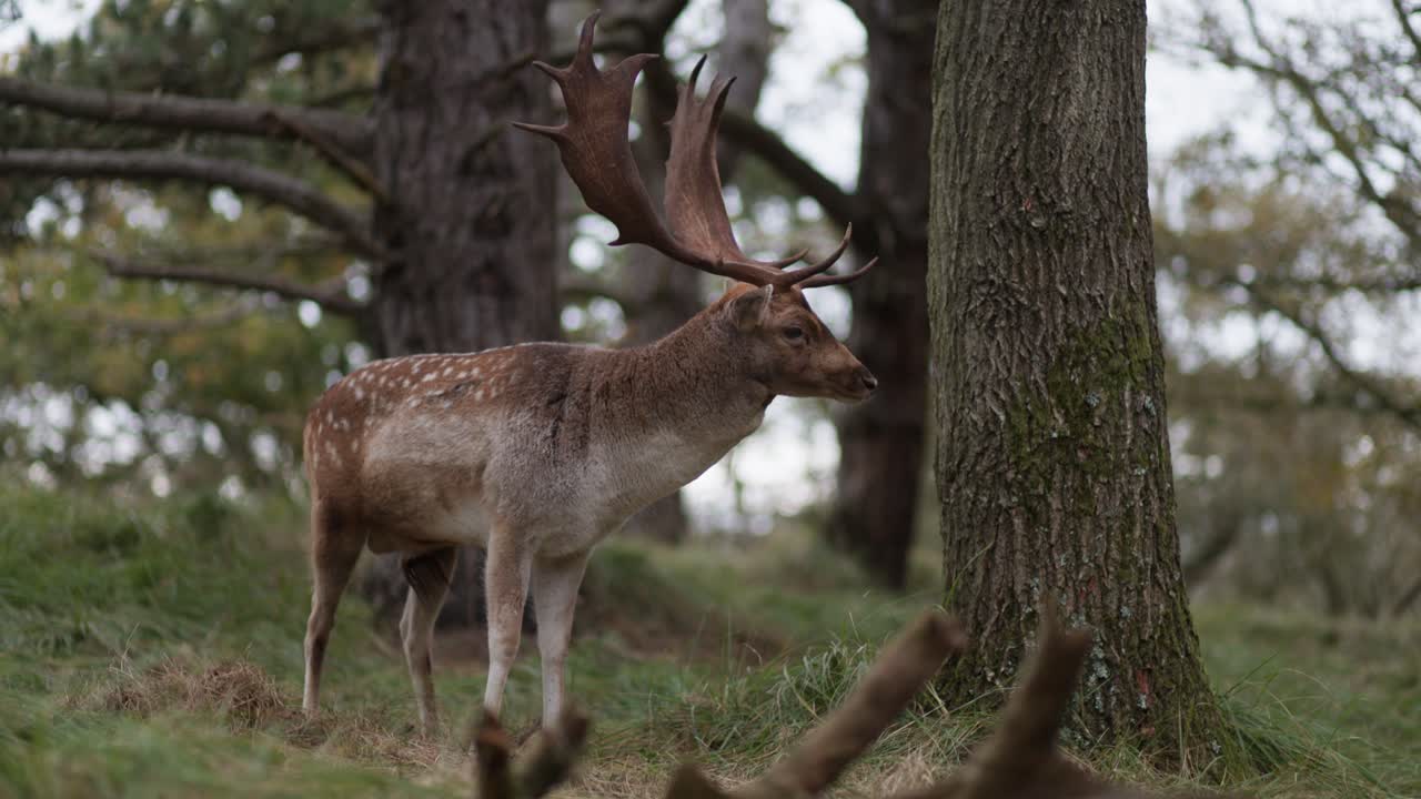 ciervos en barbecho en un bosque