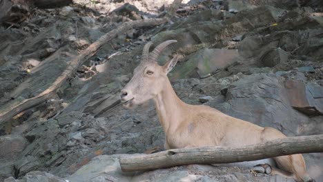 ibex mountain goats in the mountains of spain video ibex mountain goats in the mountains of spain video