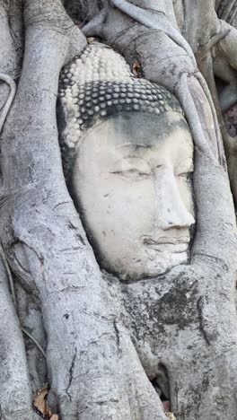 ancient buddha head encased in tree roots over time