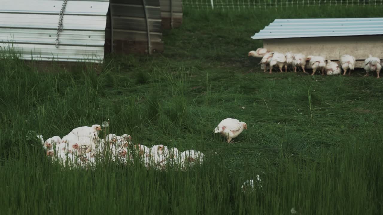 작은 농장 농가의 농업 고기 닭