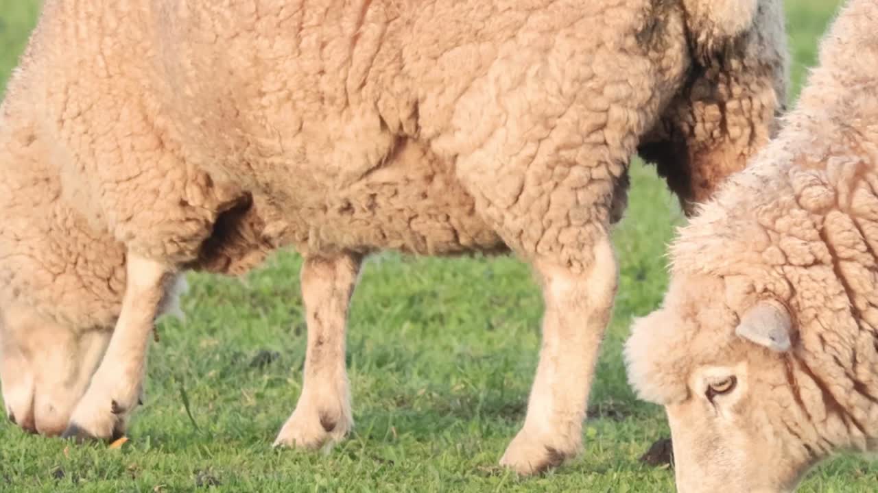 Un primo piano stretto di pecore con lana folta che pascolano su erba verde e rigogliosa