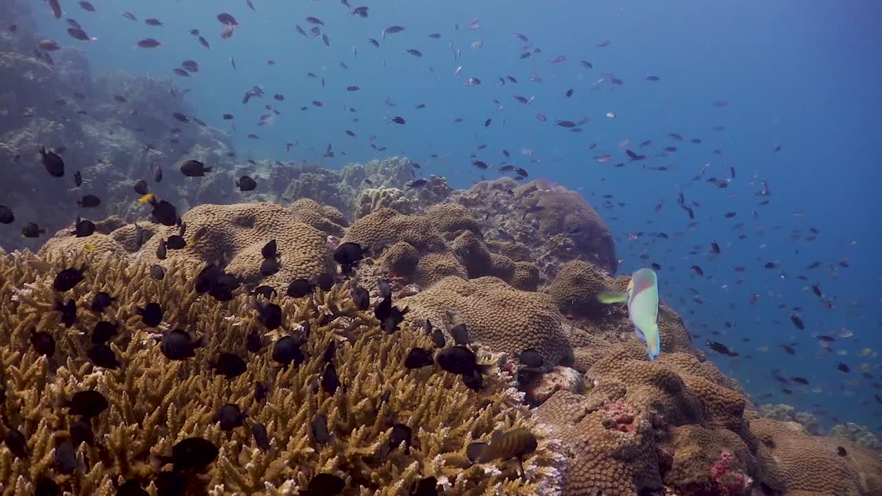 peces pequeños nadando sobre un arrecife de coral rodado en koh tao, tailandia