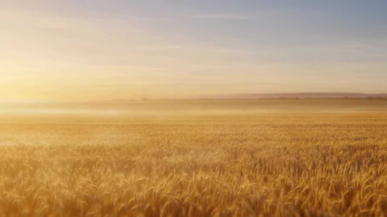 Ampio campo di grano dorato con fusti densi e testurizzati e spighe in primo piano, una leggera foschia a metà campo e un orizzonte distante sfocato con una debole linea di alberi sotto una calda luce solare laterale.