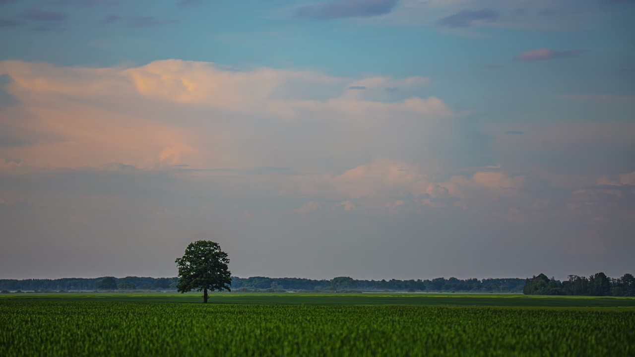 저녁 에 넓은 농경지 에서 일 하는 농업 트랙터