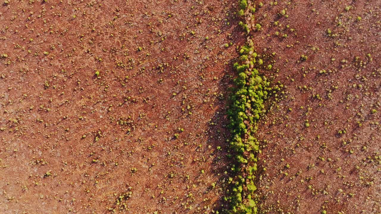 Straight tree line cuts through Nida Bog in Latvia during warm spring sunset