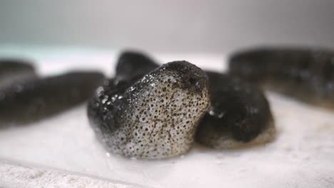 sea cucumber on a white background