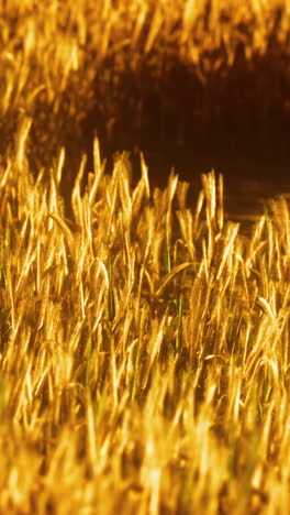 close up view of golden wheat field in the sunset