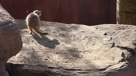 meerkat foraging and eating on a rock